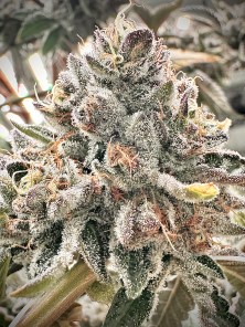 TOURBILLON (LEO'S CUT)