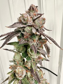 TRIANGLE KUSH (Heirloom)