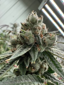 TAMPLA FLORIDA CRIPPY